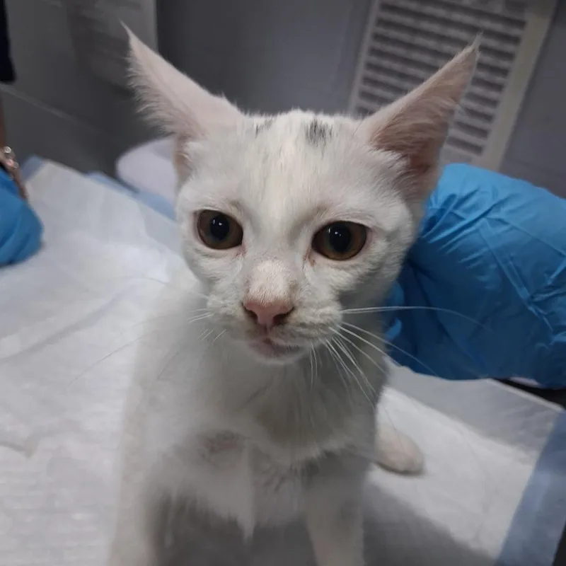 A baby small-sized female White Domestic Short Hair cat named Opal for adoption in Summerville, SC