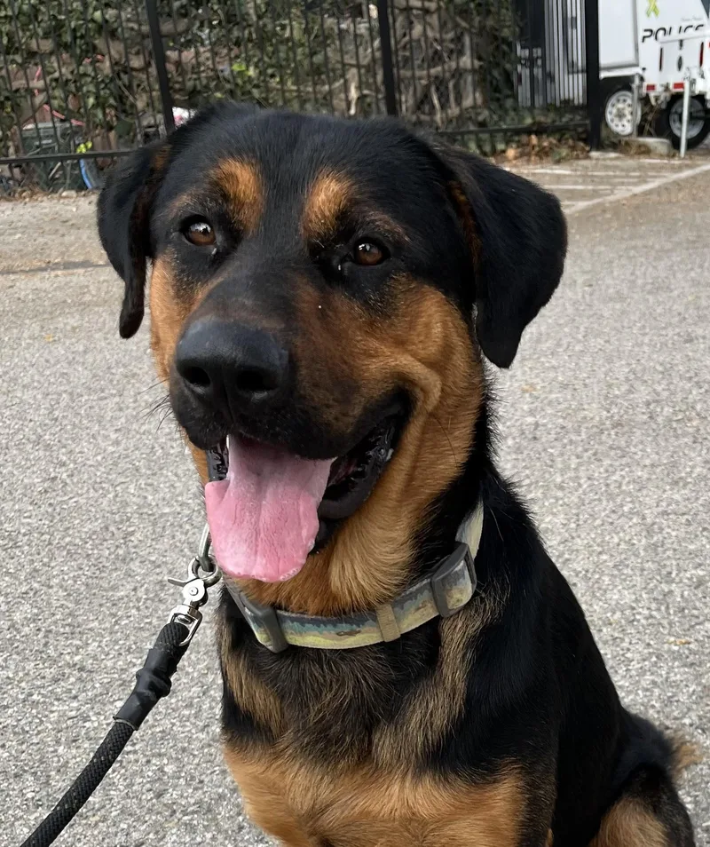 A young medium-sized male Black Rottweiler dog named Oso for adoption in Canoga Park, CA