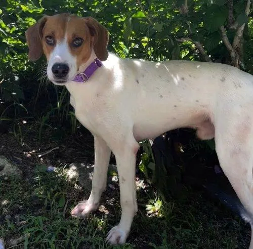 A young medium-sized male Tricolor (Brown, Black, & White) Mixed Breed dog named Lafayette for adoption in Raleigh, NC