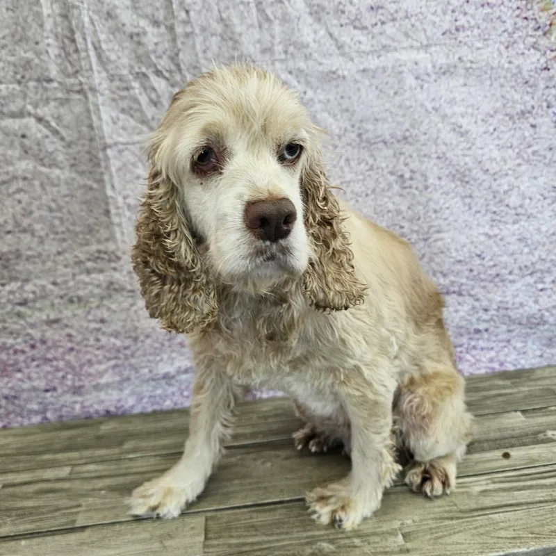 A senior small-sized female White / Cream Cocker Spaniel dog named Cora for adoption in Normal, IL