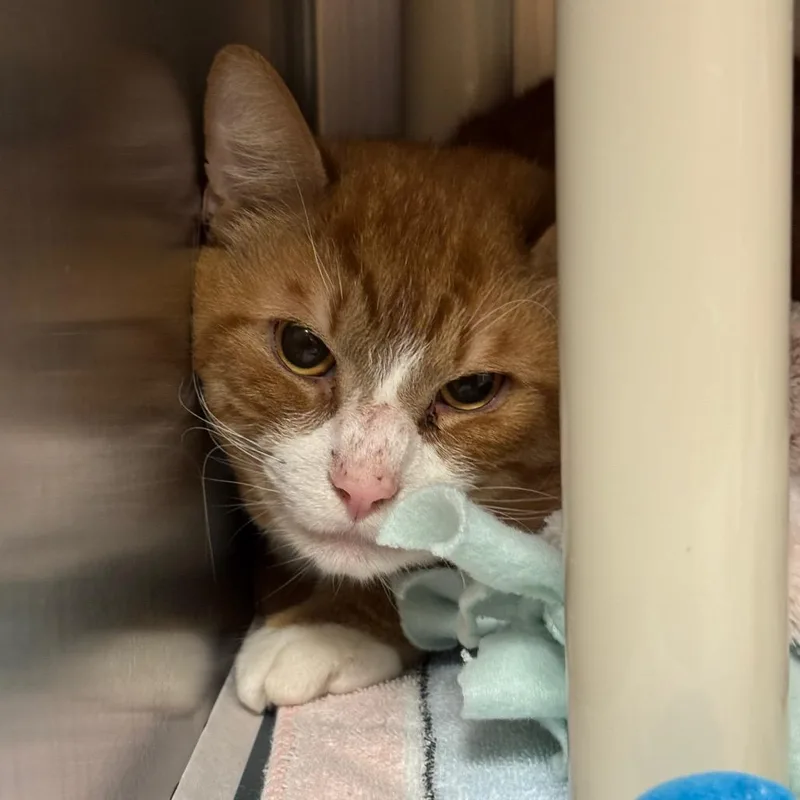 An adult large-sized male Orange / Red Domestic Short Hair cat named Zorro$ for adoption in Springfield, MA