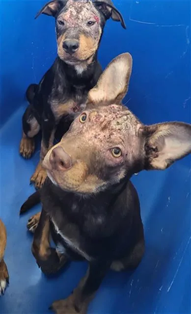 A baby medium-sized female Mixed Breed dog named Beatriz for adoption in Dallas, TX