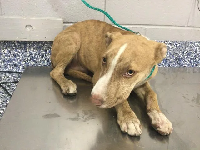 A baby medium-sized male Labrador Retriever dog named Buzz for adoption in Riverside, CA