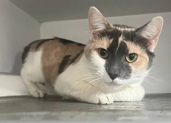 An adult medium-sized female Domestic Short Hair cat named Rabbit for adoption in Staten Island, NY