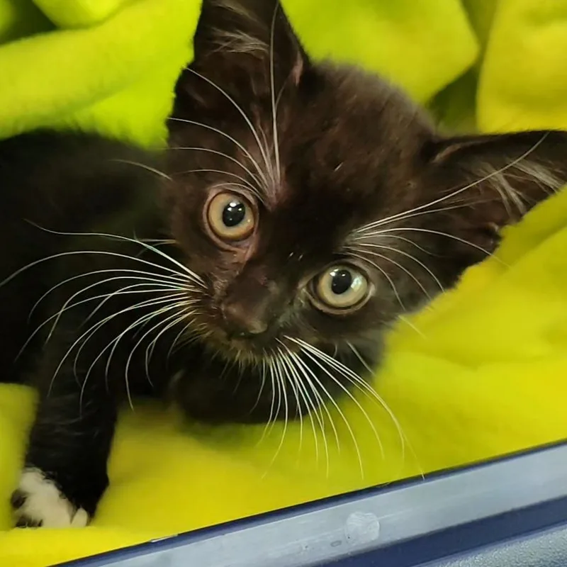 A baby small-sized male Black Domestic Short Hair cat named Tobias Toby Toe for adoption in Marietta, GA