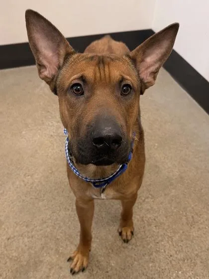 A young medium-sized male Yellow / Tan / Blond / Fawn German Shepherd Dog dog named Finnegan for adoption in Cleveland, OH