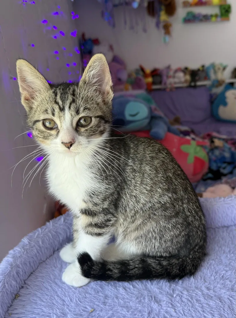 A baby medium-sized male Tabby cat named Aristides for adoption in Georgetown, KY