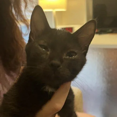 A baby small-sized female Black Domestic Short Hair cat named Raven B for adoption in Tampa, FL