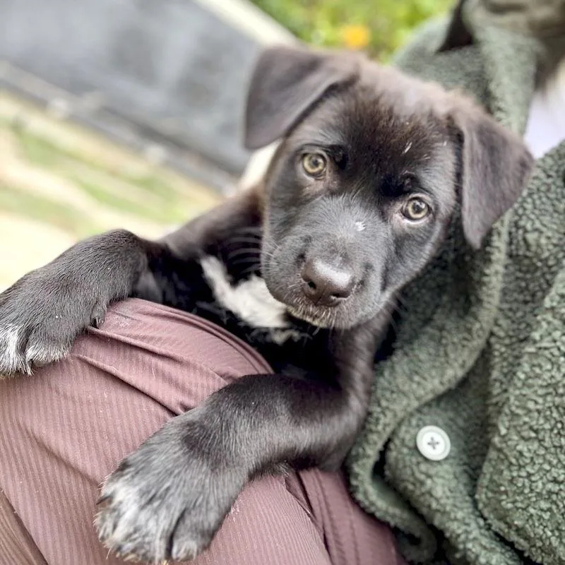 Peppermint Patty thumbnail 2