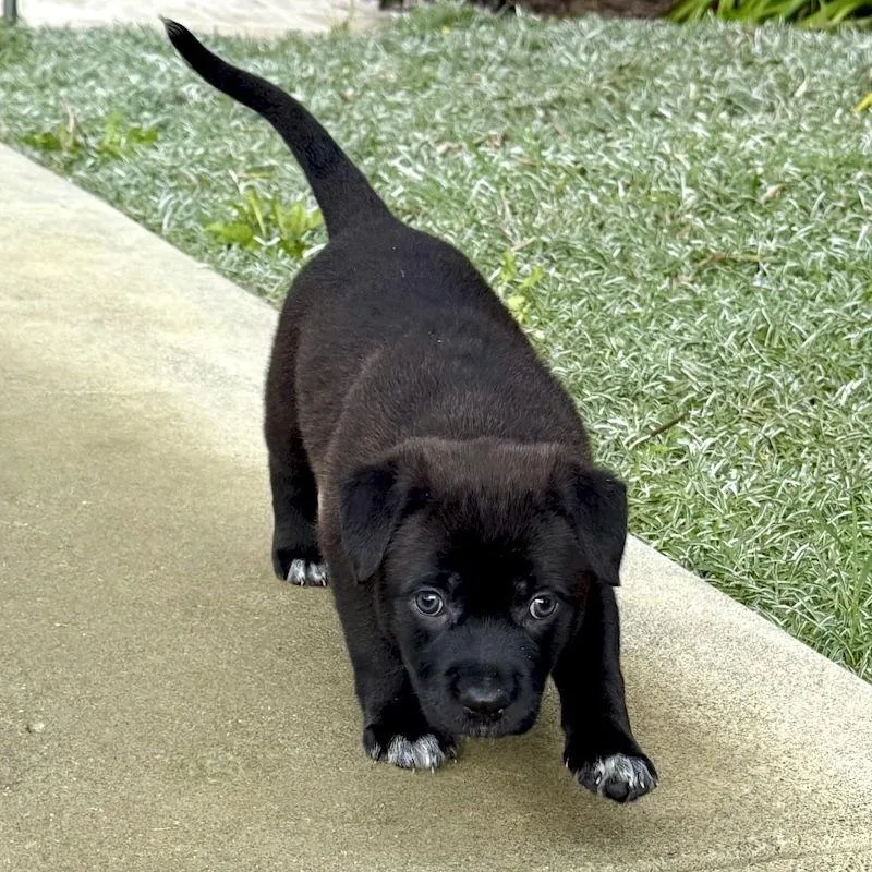 Peppermint Patty thumbnail 3