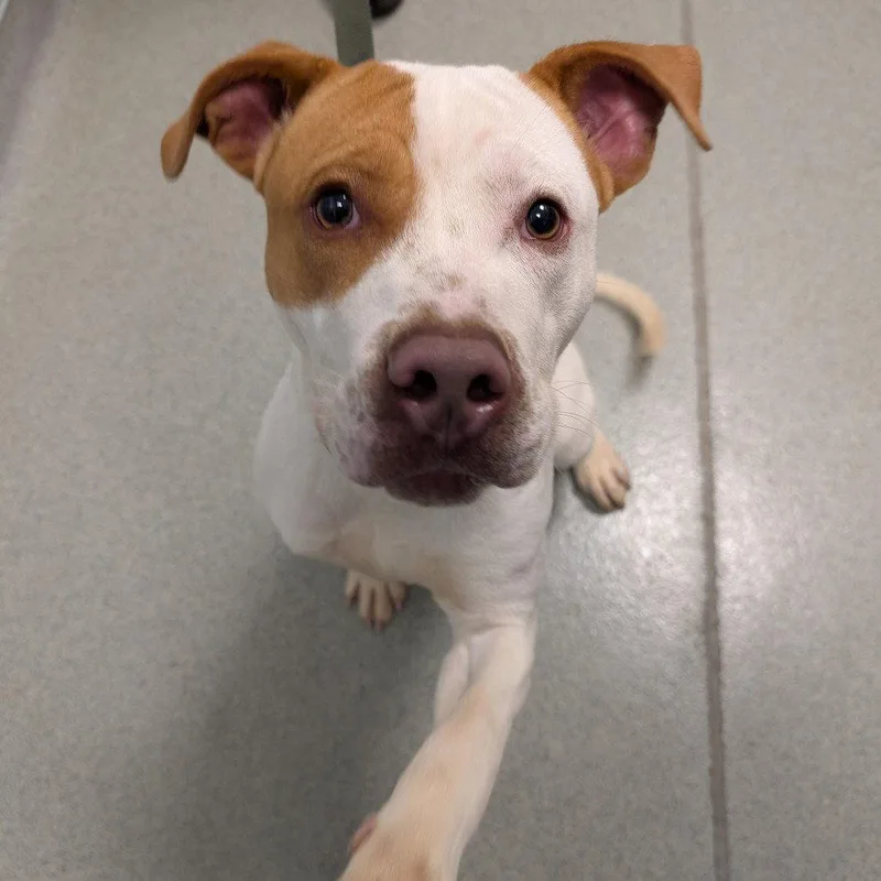 An adult medium-sized male Mixed Breed dog named Fletcher for adoption in New Castle, DE