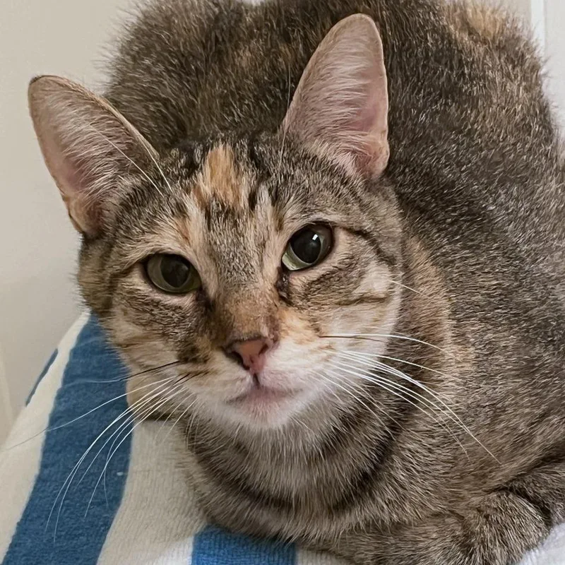 A young small-sized female Brown / Chocolate Domestic Short Hair cat named Bella for adoption in Houston, TX