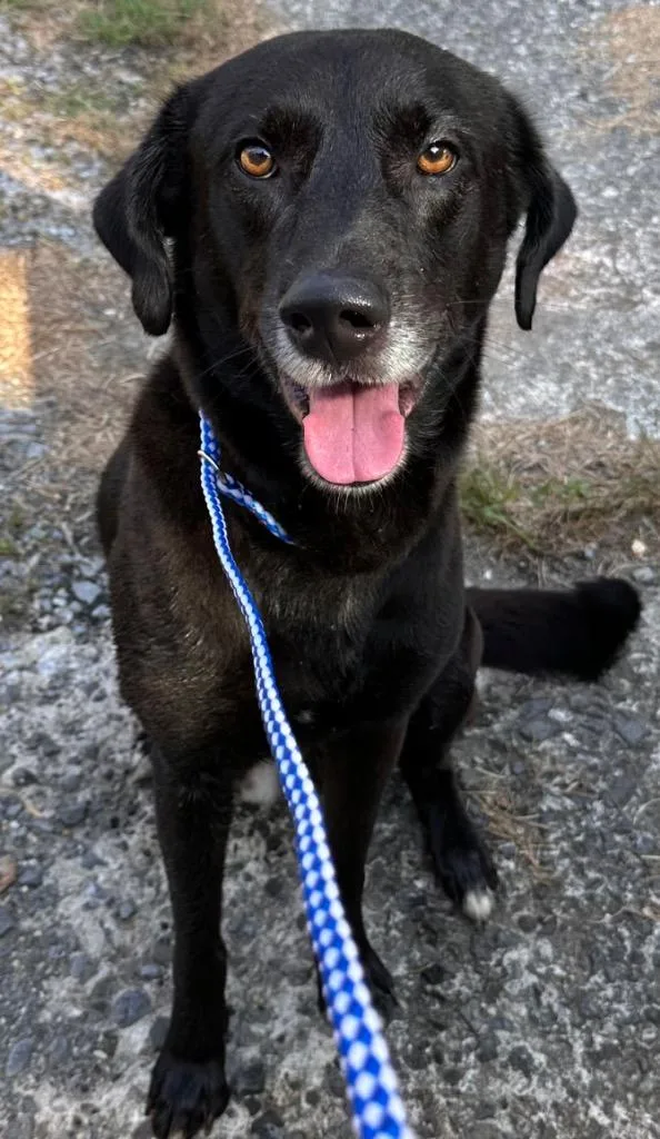 A young medium-sized male Mixed Breed dog named Darth Tater for adoption in Rome, GA