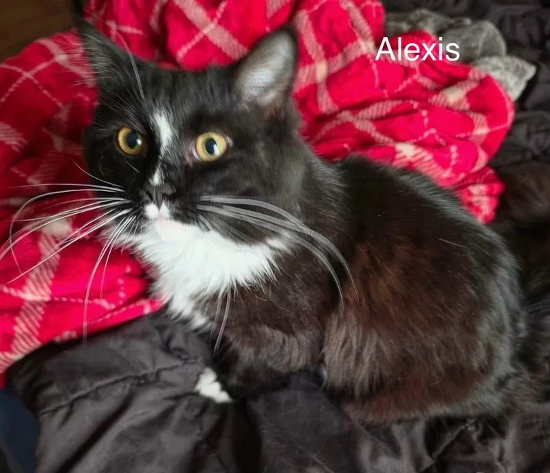 A baby medium-sized female Black & White / Tuxedo Domestic Long Hair cat named Alexis for adoption in Wyandotte, MI