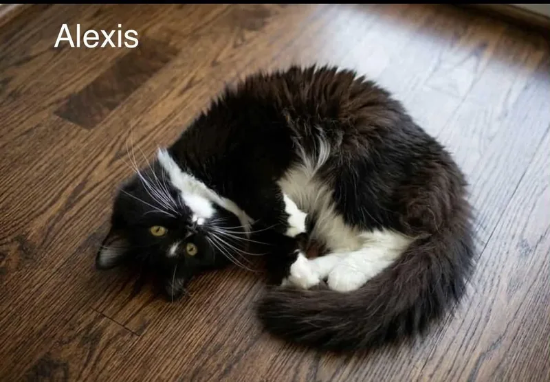 Alexis thumbnail 3