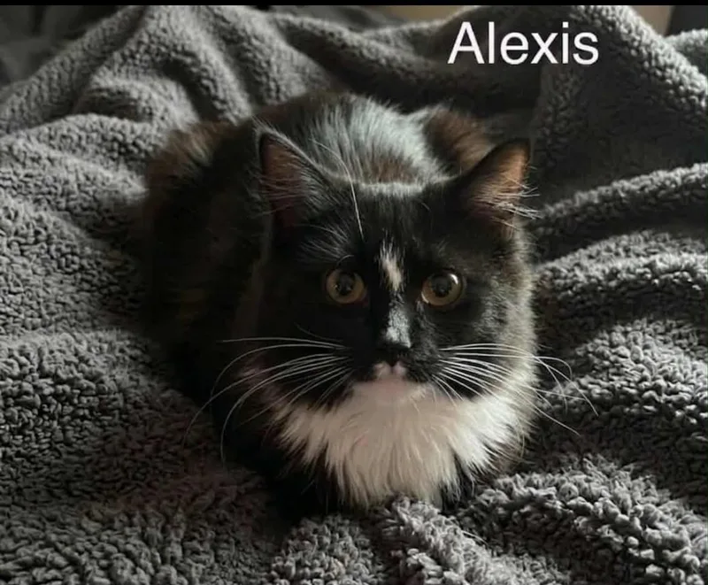 Alexis thumbnail 4