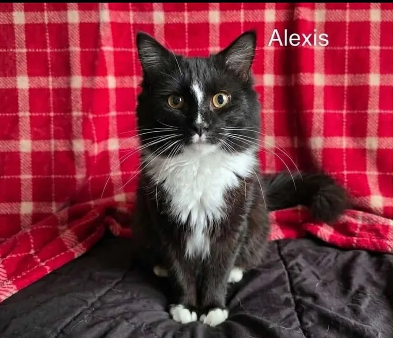 Alexis thumbnail 5