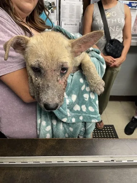 A baby small-sized female German Shepherd Dog dog named Juicy for adoption in Stockton, CA