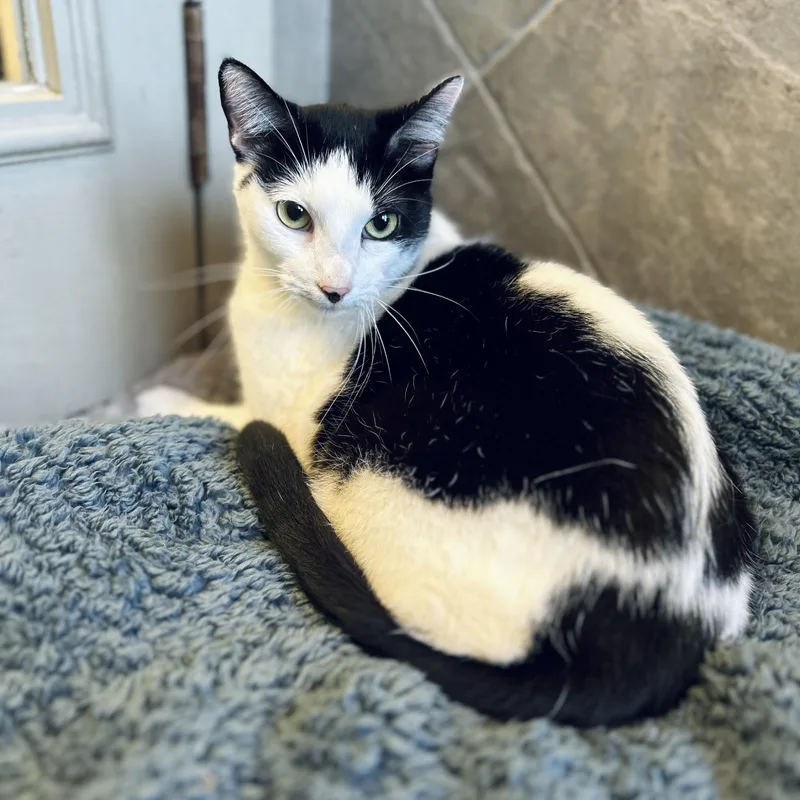 A young small-sized female Black & White / Tuxedo American Shorthair cat named Cleo for adoption in Seguin, TX