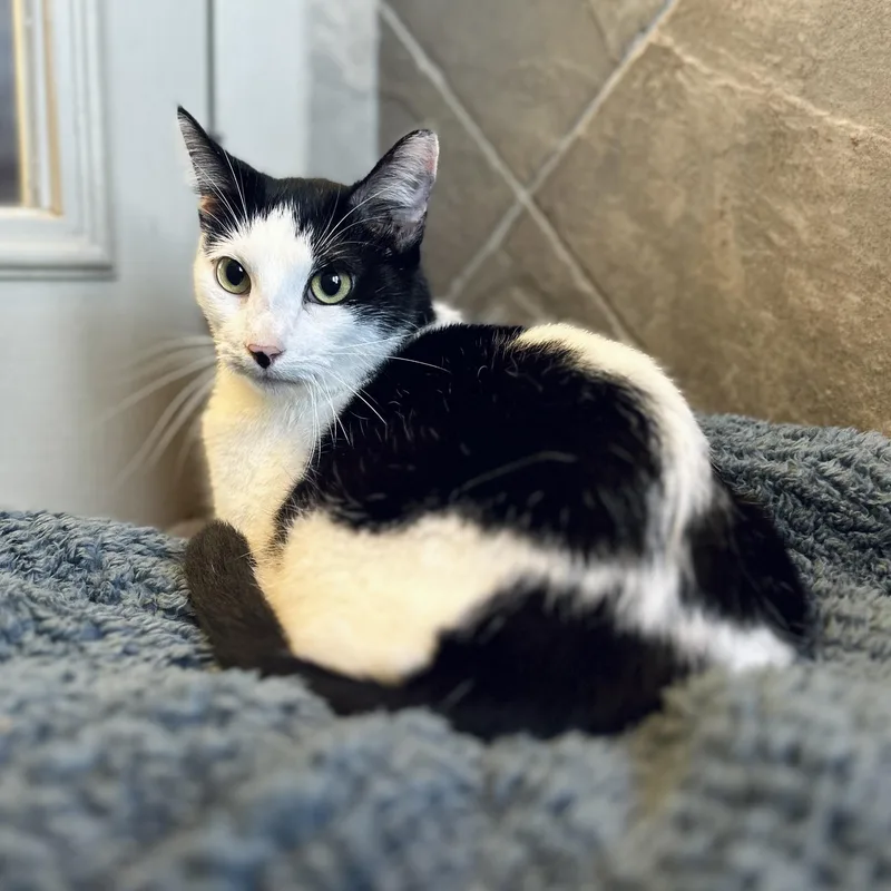 Cleo thumbnail 3