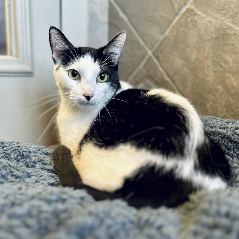 Cleo thumbnail 5