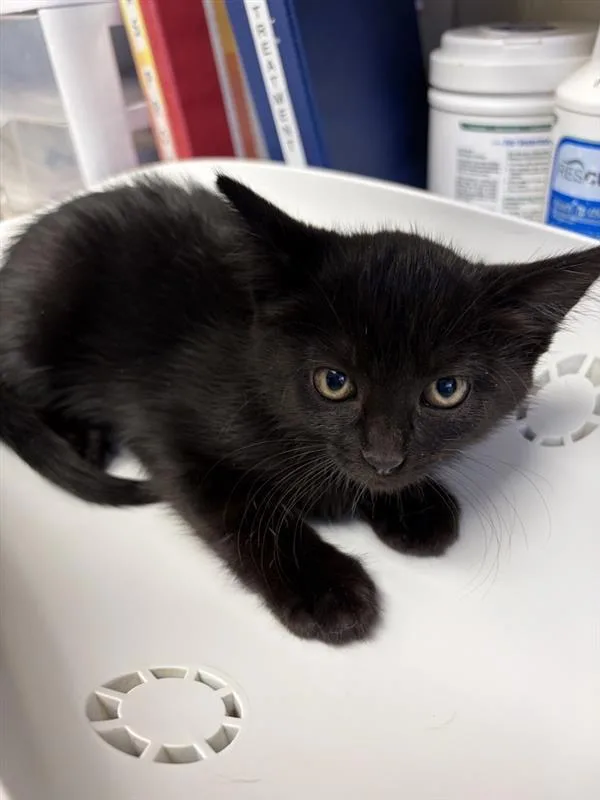 A baby small-sized female Domestic Short Hair cat named Beetle for adoption in Great Falls, MT
