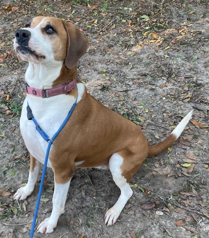 An adult large-sized female Hound dog named Lady for adoption in Marianna, FL