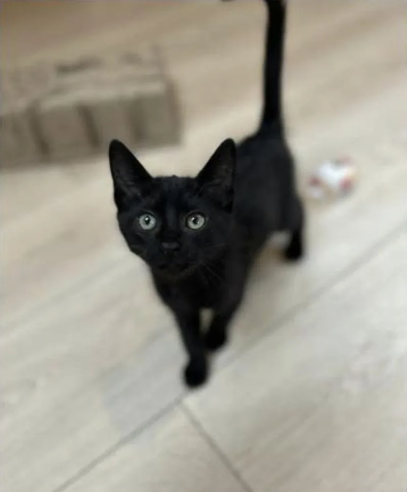 A baby medium-sized male Black Domestic Short Hair cat named Crow for adoption in Eugene, OR