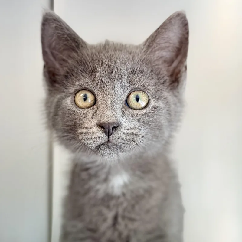 A baby medium-sized male Gray / Blue / Silver Domestic Short Hair cat named Bashful for adoption in Jackson, NJ