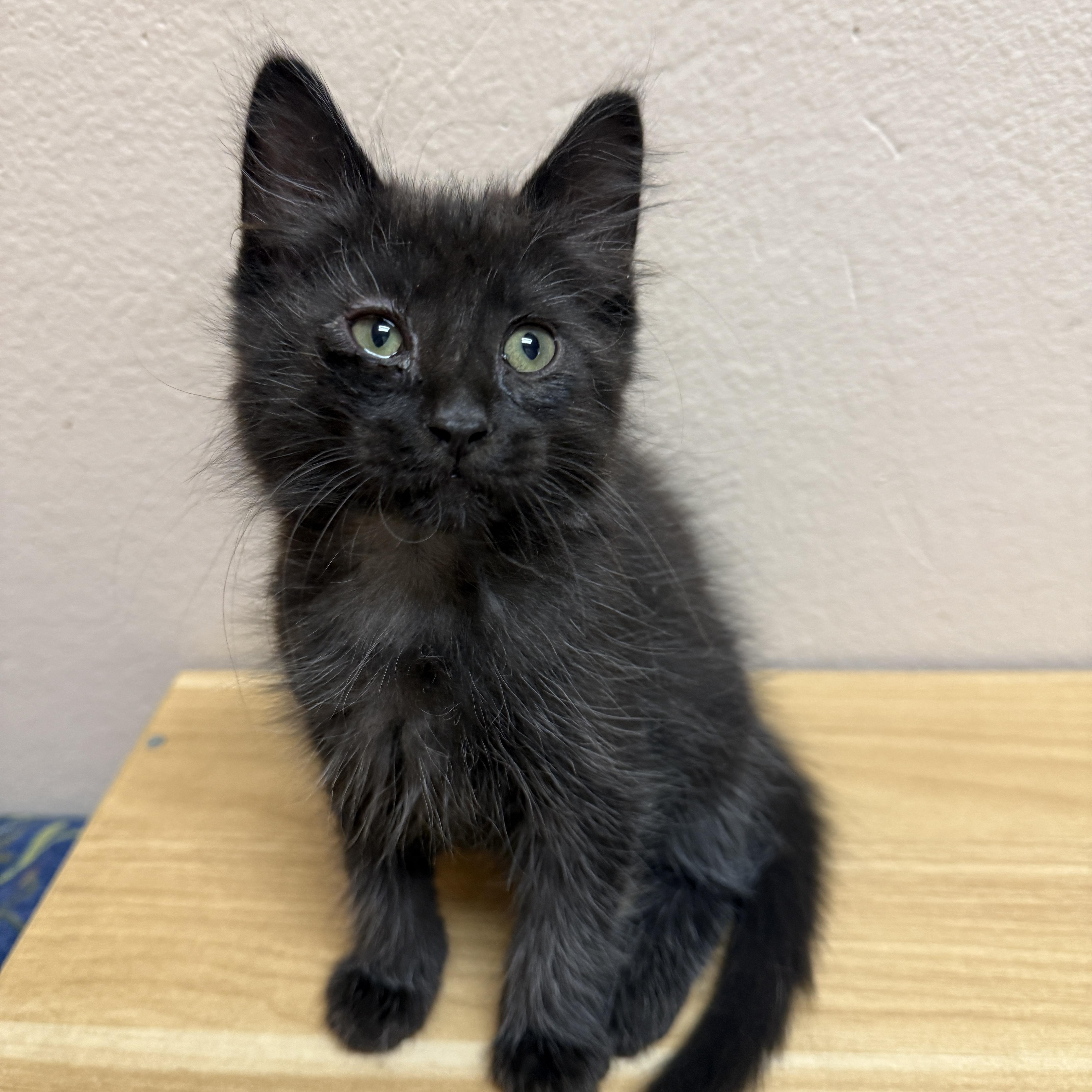 A baby medium-sized male Black Domestic Medium Hair cat named Slate for adoption in Oconto, WI