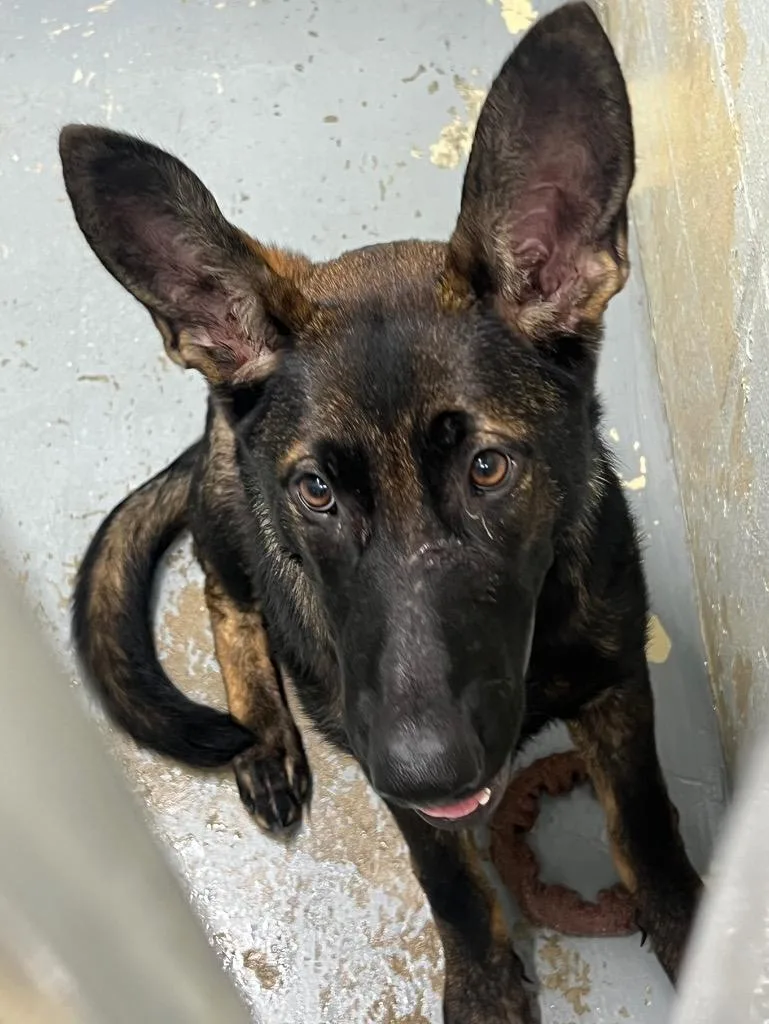 A baby medium-sized female German Shepherd Dog dog named June for adoption in Labelle, FL