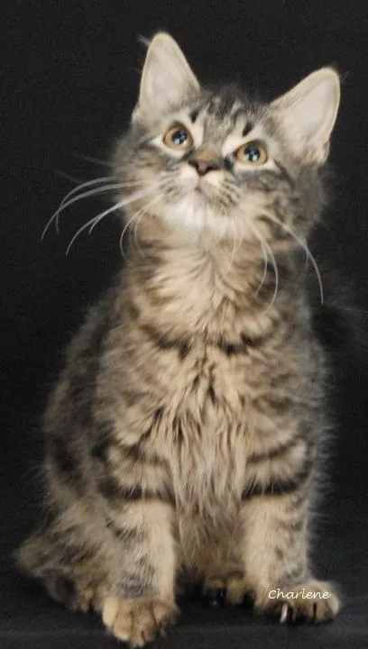 A young medium-sized female Tabby (Tiger Striped) Domestic Medium Hair cat named Take Your Heart for adoption in Newland, NC
