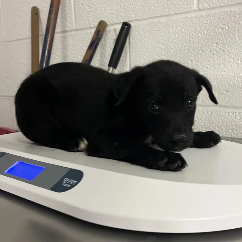 A baby small-sized male Black Shepherd dog named Pete for adoption in Edinburg, TX