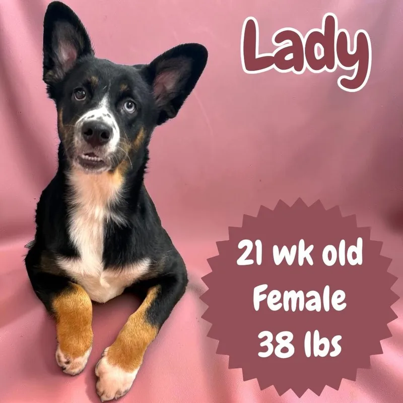 A baby medium-sized female Australian Shepherd dog named Lady for adoption in Sorrento, LA