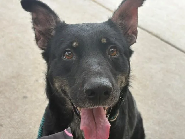 A young large-sized female German Shepherd Dog dog named Lilly Pad for adoption in Tulsa, OK