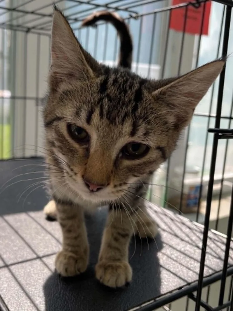 A young medium-sized female Domestic Short Hair cat named Hallie for adoption in Covington, VA