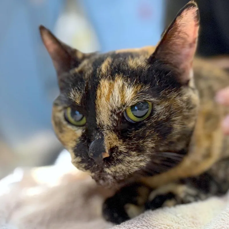 A senior medium-sized female Black Domestic Short Hair cat named Kayla for adoption in Providence, RI