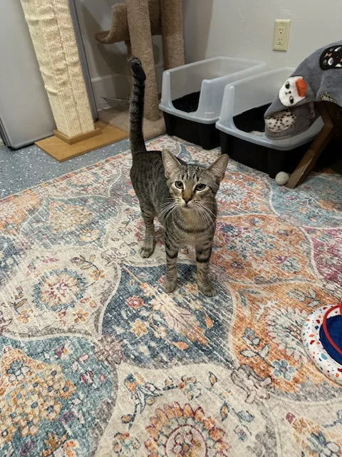 A young medium-sized male Tabby cat named Finn for adoption in Sunrise, FL