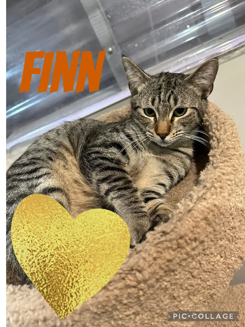 Finn thumbnail 3