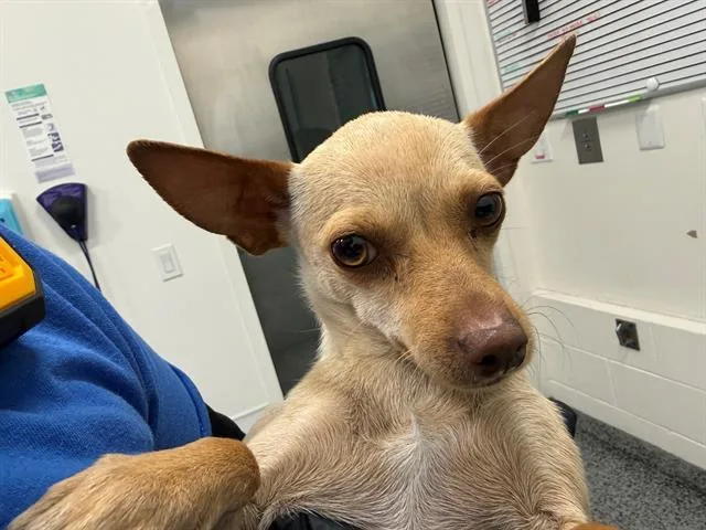 A young small-sized female Chihuahua dog named Tini for adoption in Antioch, CA