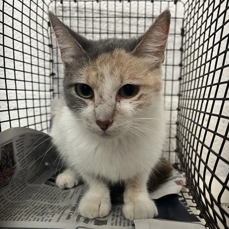 A young small-sized female Calico Domestic Short Hair cat named Clawroline for adoption in Edinburg, TX