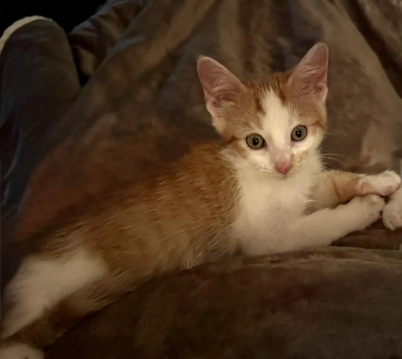 A baby small-sized male Domestic Short Hair cat named Morry for adoption in Hurricane, UT