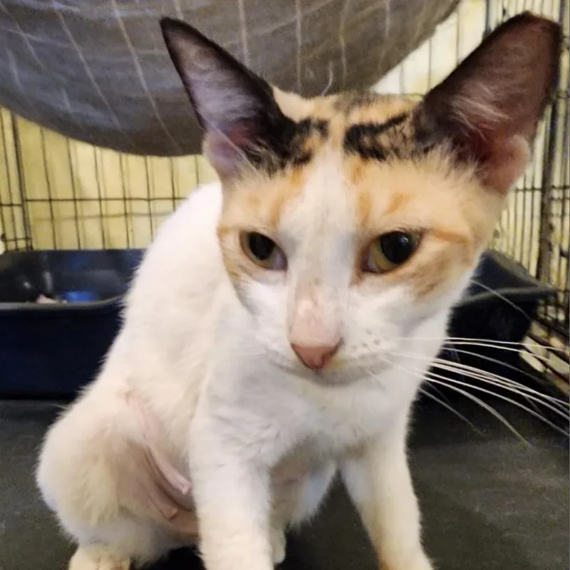An adult small-sized female Calico Domestic Short Hair cat named Purrincess for adoption in Tucson, AZ
