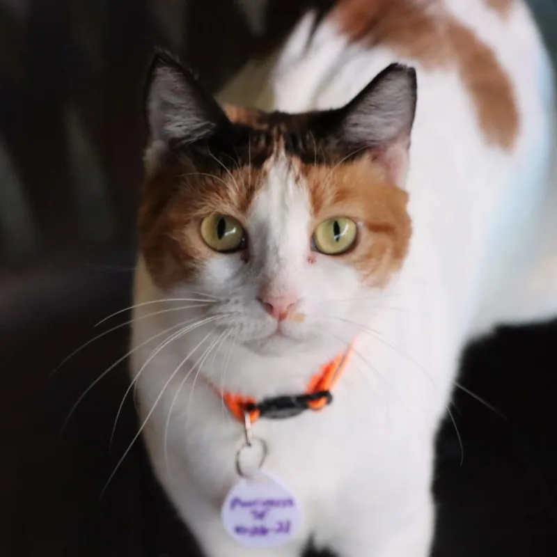 Purrincess thumbnail 3