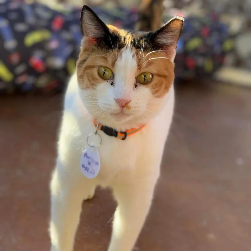 Purrincess thumbnail 6
