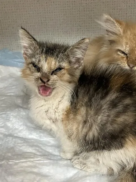 A baby small-sized female Domestic Short Hair cat named Katniss for adoption in Long Beach, CA