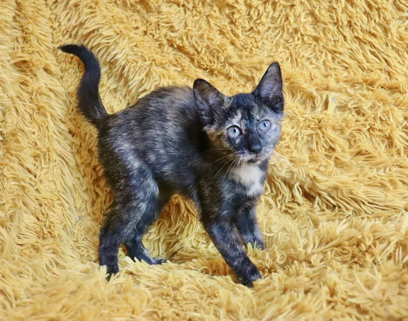 A baby medium-sized female Tortoiseshell cat named Bubbleicious for adoption in Saint Augustine, FL