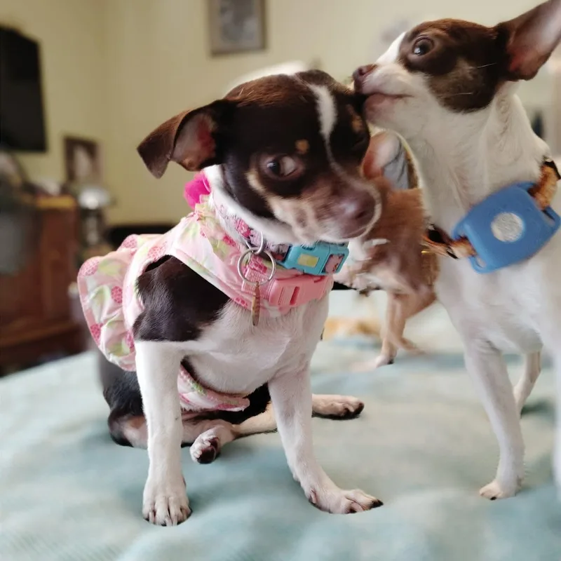 A young small-sized female Chihuahua dog named Tootsie for adoption in Warren, RI