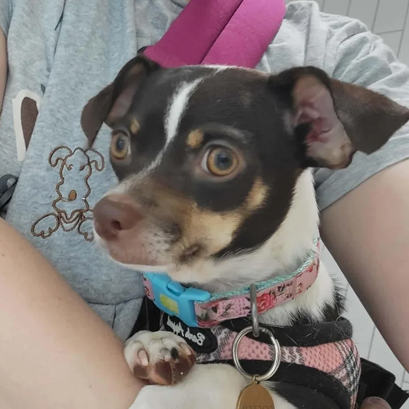 Tootsie thumbnail 2