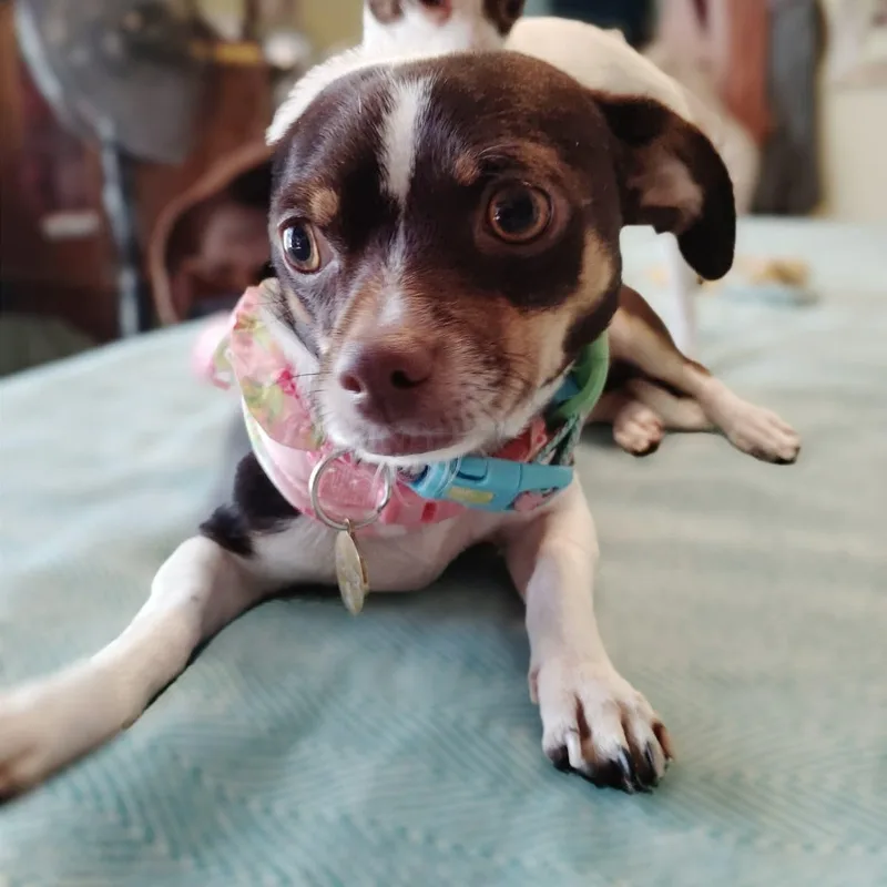 Tootsie thumbnail 5
